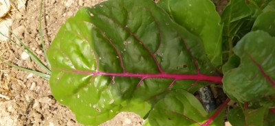 bietola da taglio.jpg