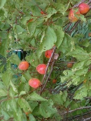IMG_20210709_100035.jpg