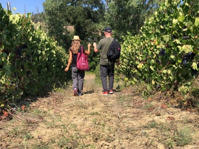 eatPRATO Walking -ottobre 2021-TREKKING IN VIGNA.JPG