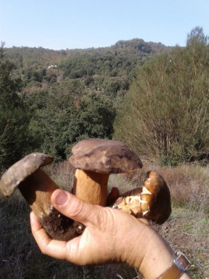 FUNGHI1.jpg