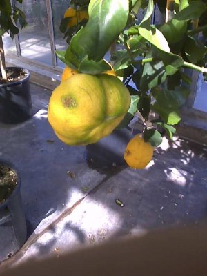 limone strano.jpg
