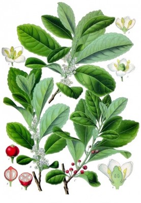 Ilex paraguariensis.jpg