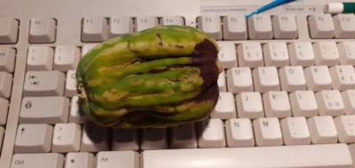 20220705_AnguriaMalata.jpg