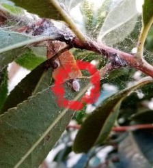 corbezzolo+cocciniglia.jpeg