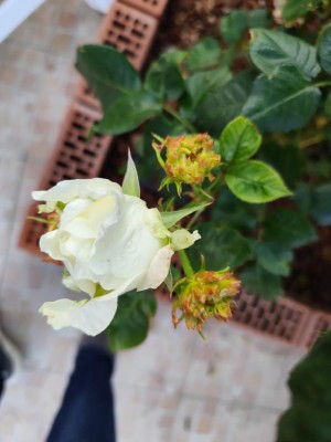 IMG_20240514_074445.jpg
