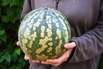 zucca cedrina.jpg