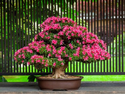 14° Satsuki Bonsai Festival_Crespi Bonsai.jpg