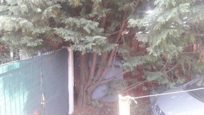 alberi.jpg