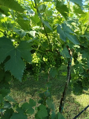 IMG_20250618_091627.jpg