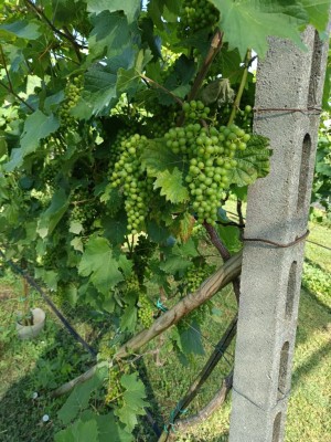 IMG_20250618_091614.jpg