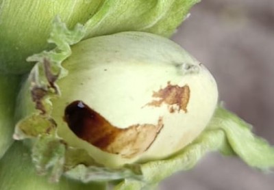 Nocciole.JPG