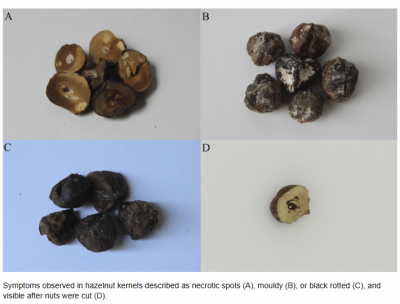 Rotten halzelnut.png