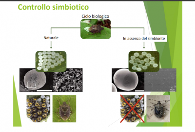 Cintrollo simbiotico.png