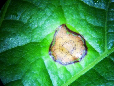 balck rot picnidi.JPG