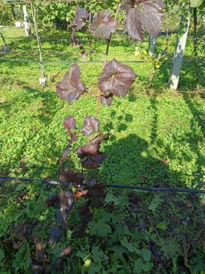 IMG_20251008_Foto 00.jpg