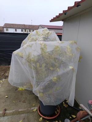 Copertura limoni 1.jpg