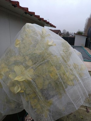 Copertura limoni 2.jpg