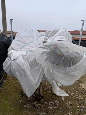 Nespolo cinese 2.jpg