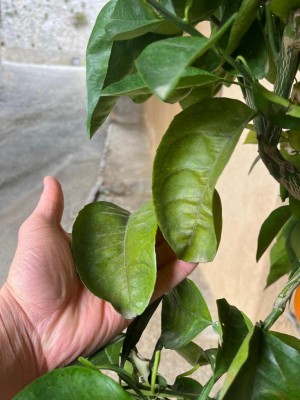 WhatsApp Image 2026-04-12 at 18.10.43 (2).jpeg