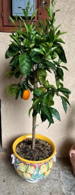 WhatsApp Image 2026-04-12 at 18.17.13.jpeg