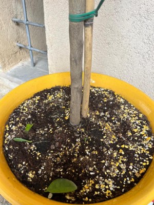 WhatsApp Image 2026-04-12 at 18.10.43 (3).jpeg