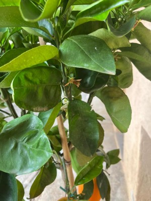 WhatsApp Image 2026-04-12 at 18.10.43 (4).jpeg