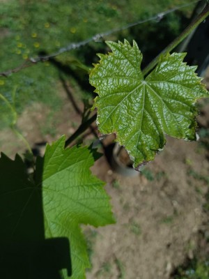 Foglia con bordo .jpg