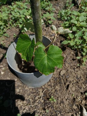 Foglie bordosecco.jpg