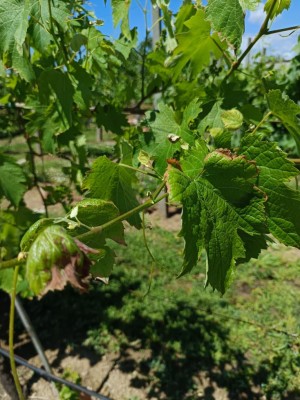 foglie con bordi secch.jpg