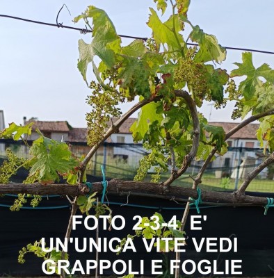 2_181403.jpg