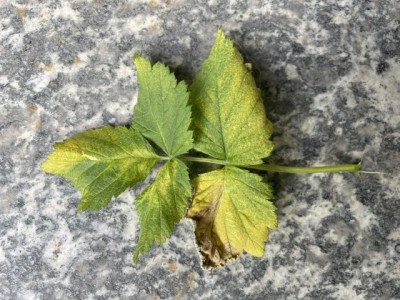 IMG_9436.jpeg