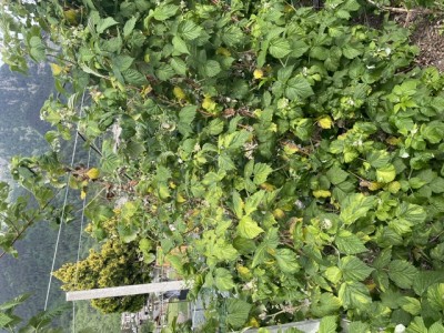 IMG_9442.jpeg