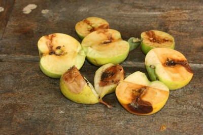 Frutti attaccati da carpocapsa.JPG