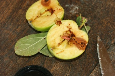 Cydia pomonella larva.JPG
