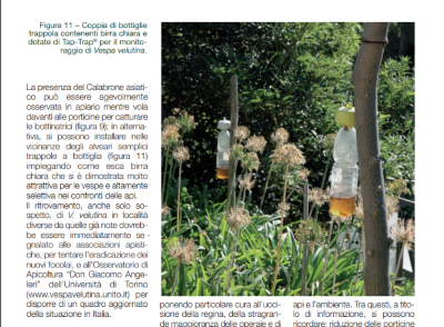 Vespa velutina traps.png