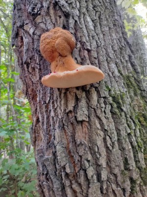 Fistulina hepatica.jpg