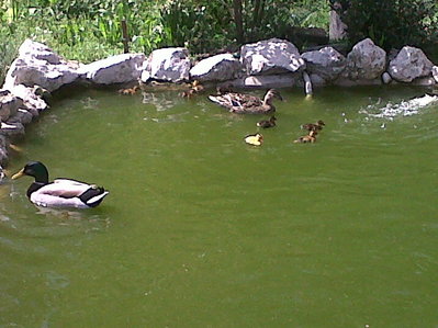 IMG00241-20110413-1249.jpg