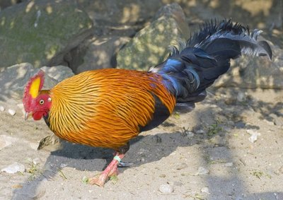 phoca_thumb_l_gallo%20lafayettei%201600x1200.jpg