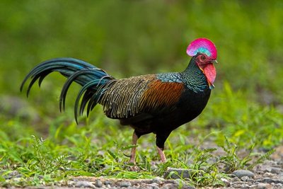 100223-junglefowl-f.jpg