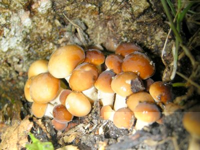 DSCN8354.JPG