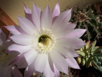 Fiore  p g rosa2.jpg