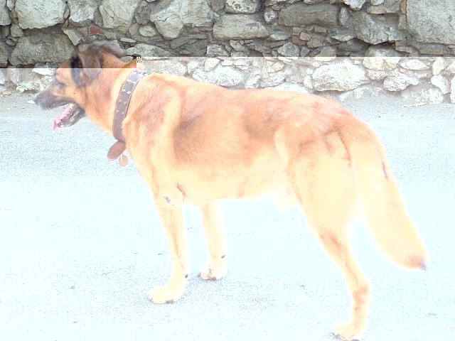Jaco2005x1.jpg
