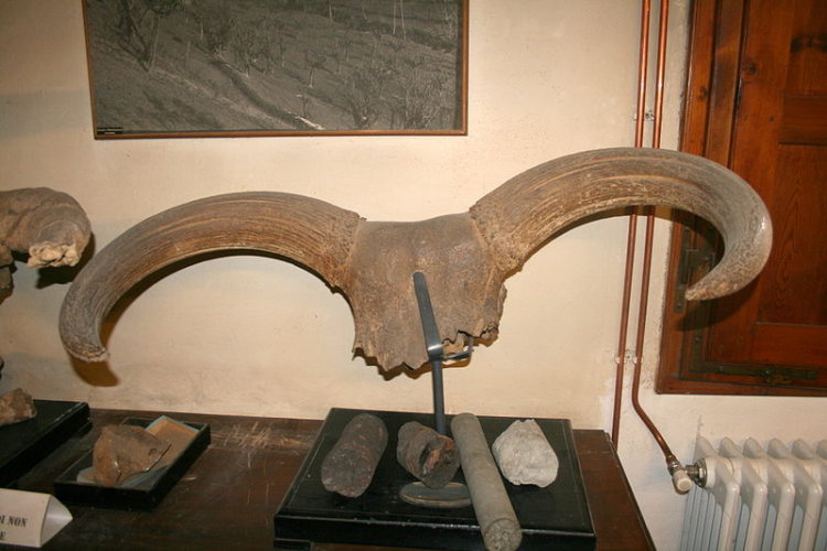 uro montevarchi.jpg