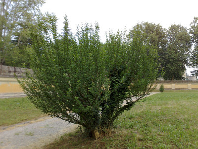 Pianta 3.jpg
