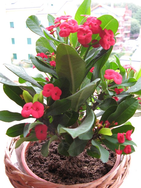 RIDIM euphorbia 013.jpg