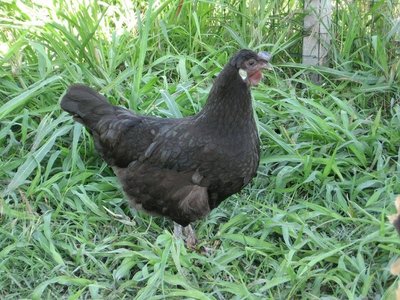 gallina nera.jpg