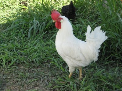 livorno gallo.jpg