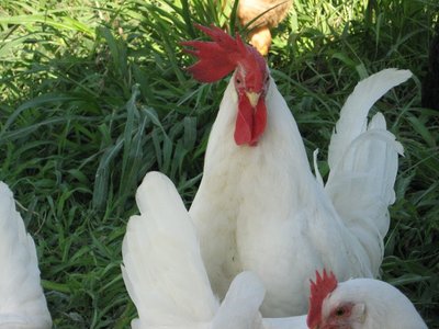 livorno gallo2.jpg