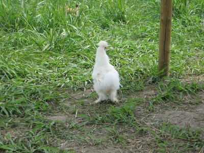 IMG_3343.jpg