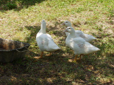 P1010040_640x480.JPG